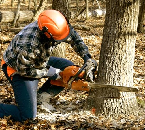 Tree Removal in Orkney Springs, VA